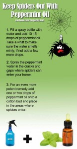 Keep spiders away with peppermint