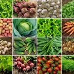Garden Vegetables