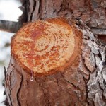 Pine Resin Uses