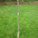 Primitive Fishing Spear