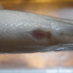 Rainbow trouts anus