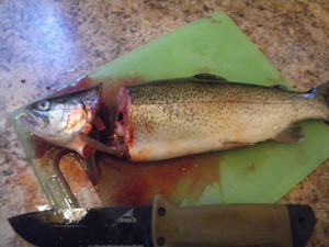Head removed from rainbow trout