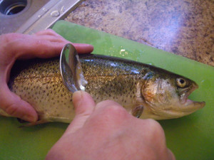 Remove scales from trout