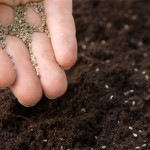 heirloom seeds