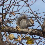 Squirrel in a tree