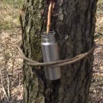 Tapping a tree for water
