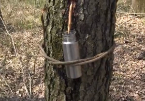 Tapping a tree for water