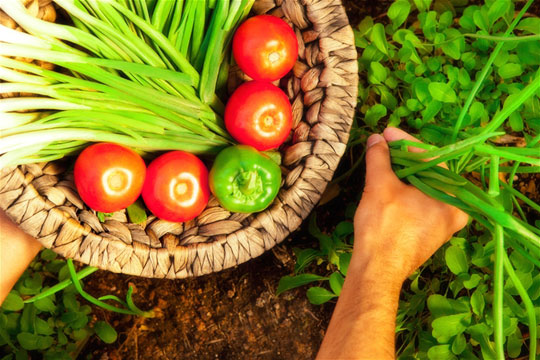 Garden Harvest