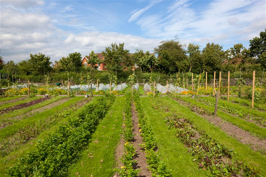 Row Garden