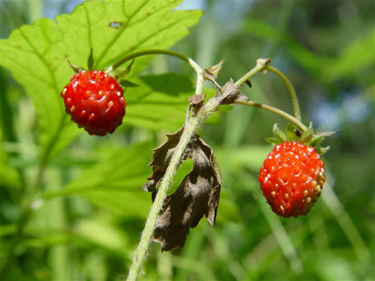 Wild Strwaberries
