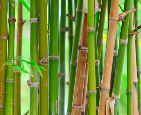 Bamboo Survival Uses
