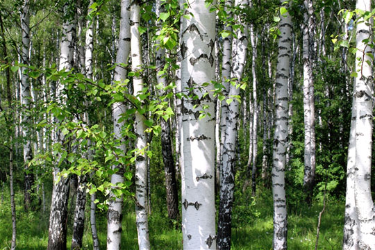 White Birch Trees