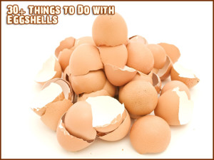 egg shell uses