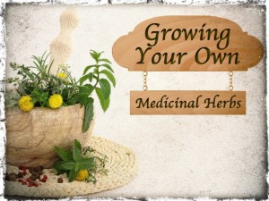 Medicinal Herbs