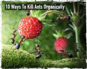 Kill ants organically