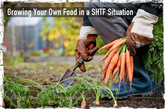 Growing food shtf