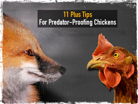 Chicken Predator Tips