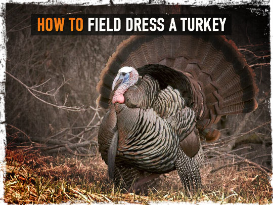 how to field dress a wild turkey