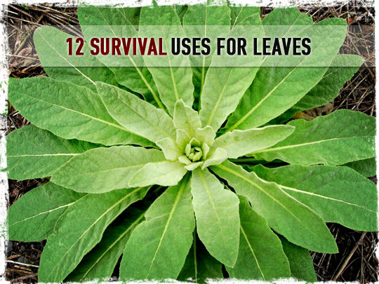 Survial Uses for Leaves