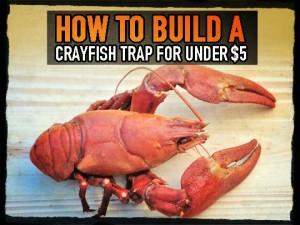 Crayfish Trap