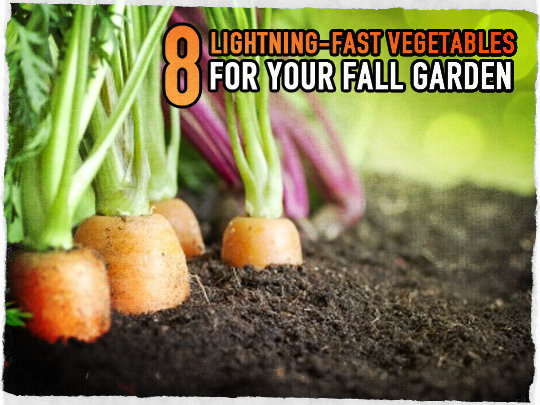 8 Lightning-Fast Vegetables For Your Fall Garden | Survival