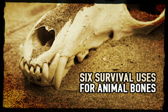 Survival use for animal bones