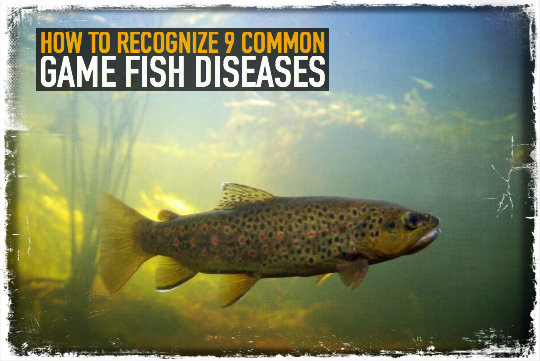 Game Fish Diseases