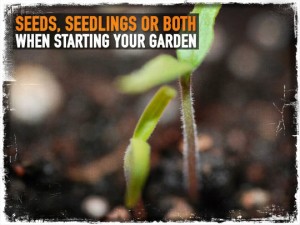 Seeds Seedlings