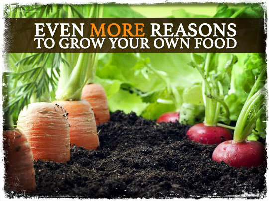 Even More Reasons To Grow Your Own Food Survival Before Its News