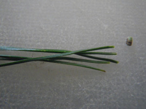 Pine Needle Ends Cut