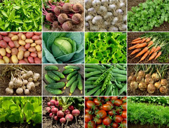 Garden Vegetables