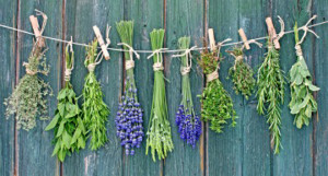 Herbs hanging to dry out