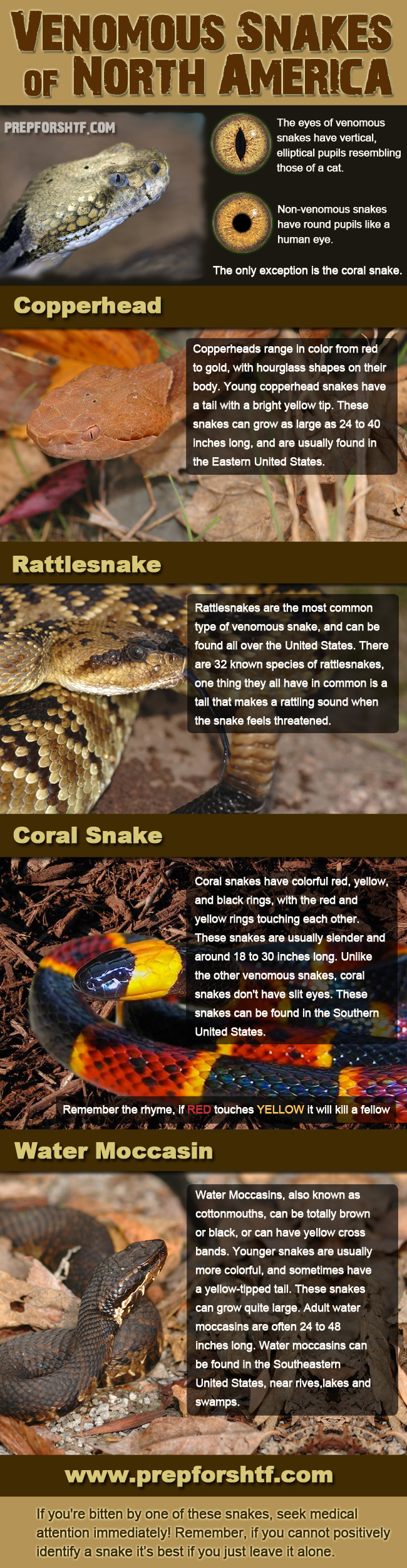 United States Venomous Snakes Infographic