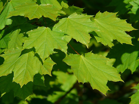 Green maple leaves for toilet paper