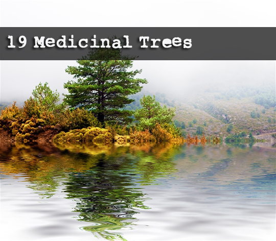 Medicinal Trees