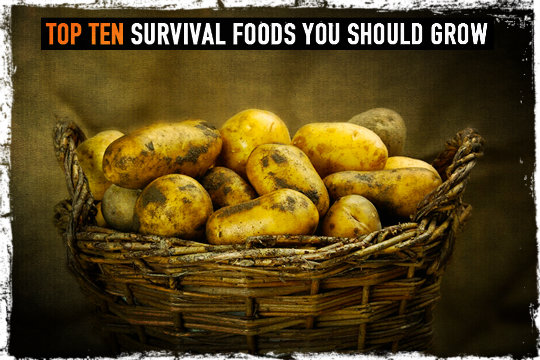 Survival Foods