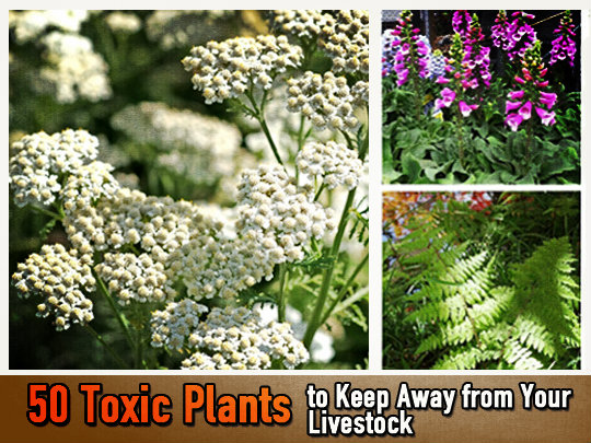 Toxic plants for livestock