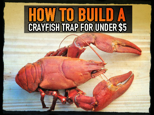 How To Build A Crayfish Trap For Under 5 Preparing Shtf - Best Diy Crawfish Trap