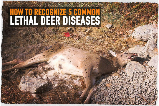 Deer Diseases
