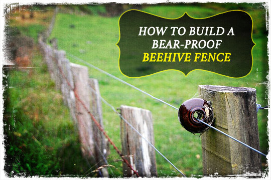 Bear Proof Beehive Fence