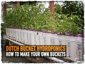 Dutch Bucket Hydroponics