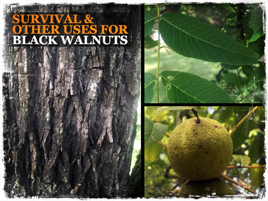 Survival Uses Black Walnuts