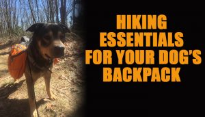 Hiking Essentials for Your Dog’s Backpack
