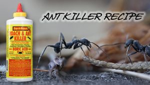 Ant Killer Recipe